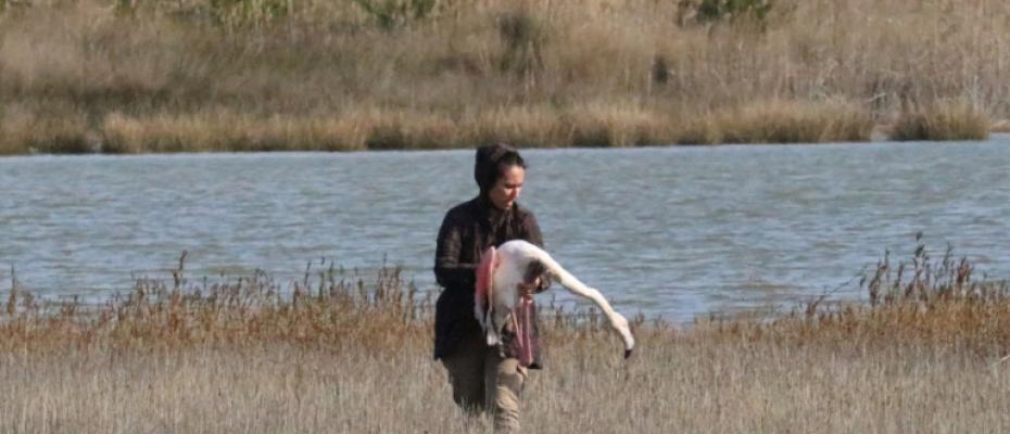 Περισσότερα από 30 φοινικόπτερα δηλητηριασμένα από κυνηγετικά σκάγια